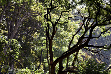 Trees