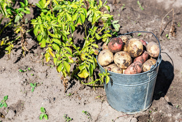 Freshly dug organic potatoes at the vegetable garden