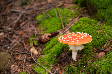 Amanita Muscaria, poisonous mushroom in the forest