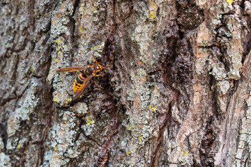Hornet drinking fresh juice from the bark