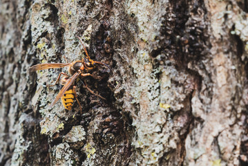 Hornet drinking fresh juice from the bark