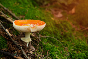 Amanita Muscaria, poisonous mushroom in the forest