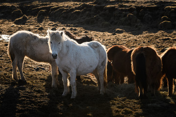 Icelandic horse stand on mountain terrain