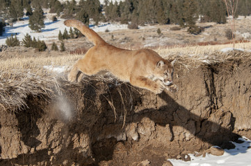 Mountain Lion Jumping off Cliff