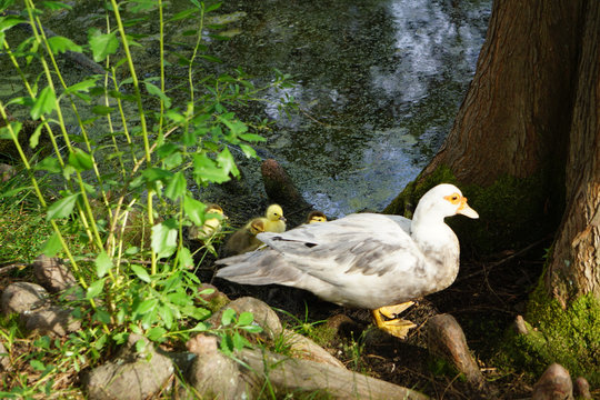 Mother duck and baby chicks heading to pond