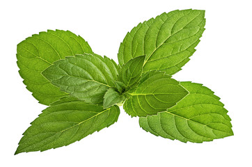 mint leaf isolated on white background