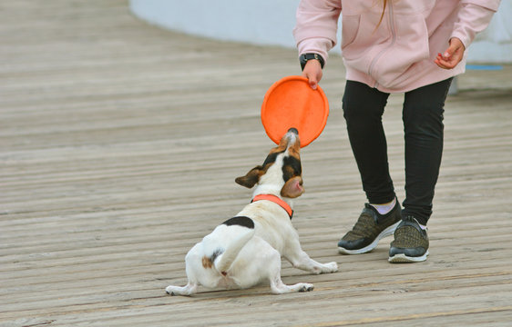 Girl plays with a bigl dog