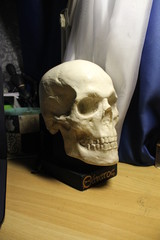 human skull and crossbones