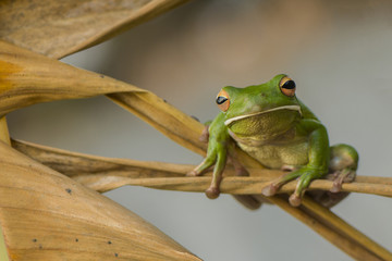 Whitelips tree frog
