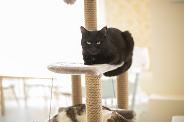 Cats sleep on the tower for cats