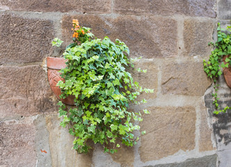 Ivy plant in a clay pot on an old house wall. flower pot with plant, bricked into the wall.