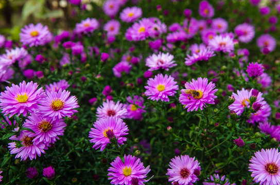 American Aster- herbstastern. Bees on small violet autumn flowers 