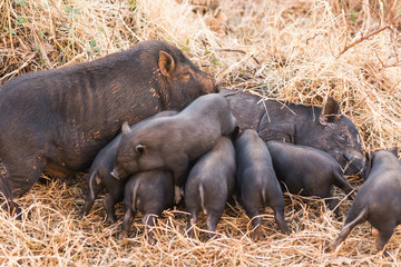 Newborn wild piglets suck the breasts of his mother