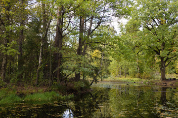 Fototapeta premium Autumn russian village landscape. Russian Nature near village in Moscow Region in autumn season. Autumn forest in Russia