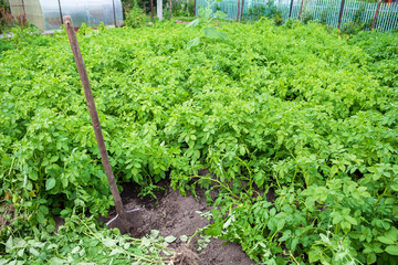 Harvest, dig potatoes with a shovel