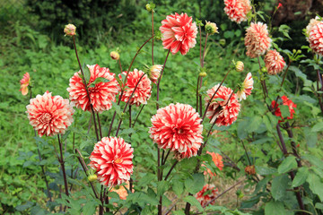 dahlias