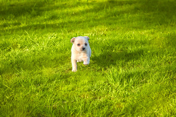 Little puppy mongrel runs along the green grass