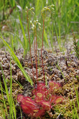 Sundew