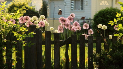 The old fence sunlit with flowers
