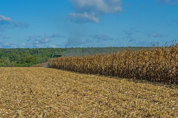 harvesting corn by a combine harvester, followed by unloading and transportation of grain. Work in the field in the rays of the sun in the early autumn