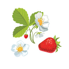 Strawberry with leaves and flowers. Vector Eps 10.