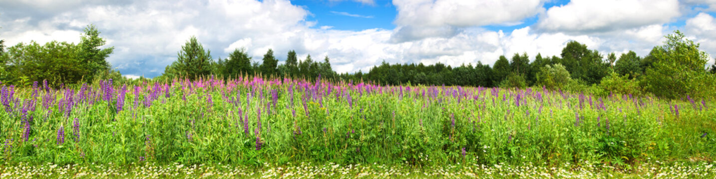 Beautiful panorama with purple wild flowers in a rural location