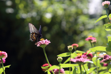Front view of Eastern Black Swallowtail butterfly feeding on a pink Zinnia flower