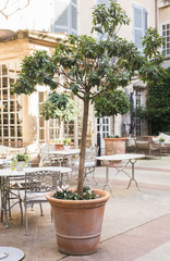 Green potted plants in beautiful pot outdoor