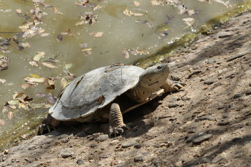 Obraz premium Naturaleza Perros Gatos Urbano