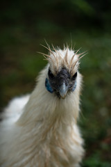 Punker Huhn3