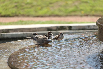 Naturaleza Perros Gatos Urbano