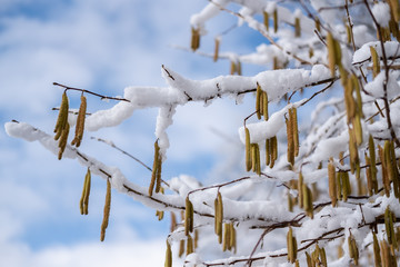 Ast mit Schnee
