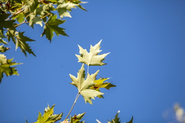 green maple leaf on blue sky background. green maple on blue sky background
