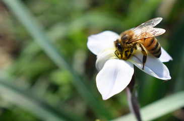 bee