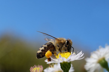 Biene mit gelbem Höschen auf Blüte einer Aster und blauer Himmel im Hintergrund Ende September...