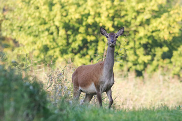  Female of red deer looking in automn forest