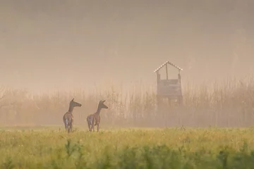 Foto auf Acrylglas Ree Jagd auf Blinde und zwei Hirschkühe im Herbst