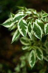 Beginning of autumn.Wet leaves, rain.Background