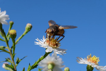 Insekt Igelfliege auf Blüte der Aster und blauer Himmerl - Stockfoto