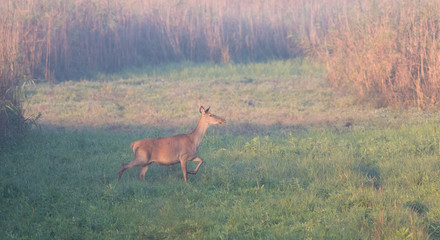 Red Deer Hind, Cervus elaphus  in the autumn