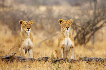  The Southern lion (Panthera leo melanochaita) ,East-Southern African lion or Eastern-Southern African lion or Panthera leo kruegeri.  Two lionesses are watching the prey behind a dry tree trunk.