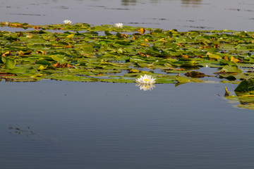 The Dnieper River in the village of Kushugum