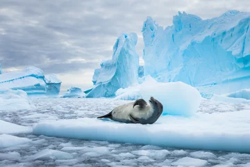 Foto op Aluminium Crabeater seal (lobodon carcinophaga) in Antarctica rustend op drijvend pakijs of ijsschots tussen blauwe ijsbergen en ijskoud zeewaterlandschap op het Antarctisch Schiereiland © NicoElNino