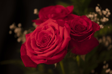 3 Red Roses in Landscape