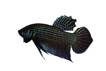 Mahachai betta or Betta mahachaiensis.