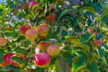 apples jonagold hanging from an apple tree