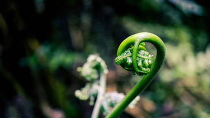 borning into ... © kiio5