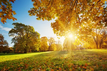 Foto op Plexiglas bomen met veelkleurige bladeren op het gras in het park. Esdoornblad in de zonnige herfst. Zonlicht in de vroege ochtend in het bos © candy1812