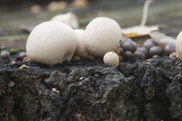 Puffball mushrooms on a stump