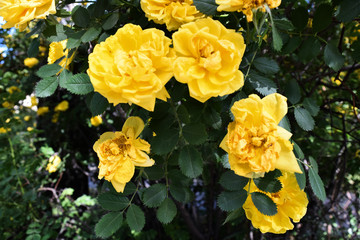 Yellow rose